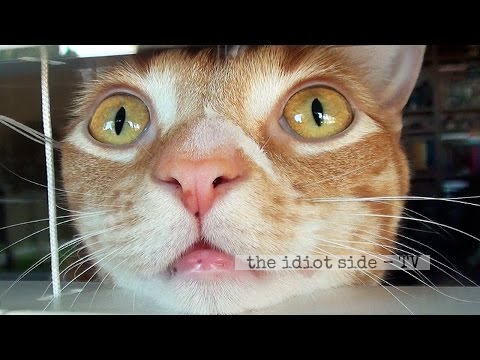 What Cats See ...