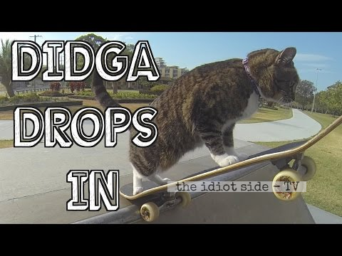 This Skateboarding Cat Can Ride Like A Pro!