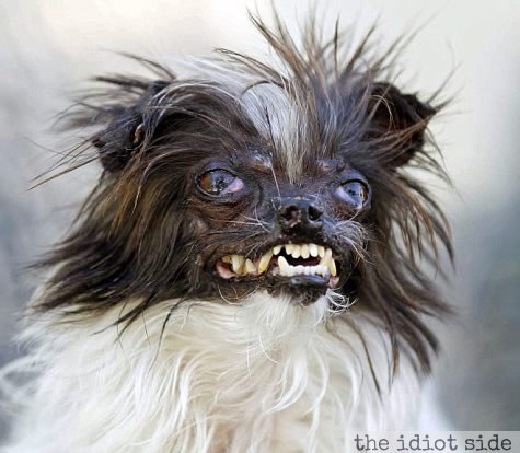 Worlds Ugliest Dog