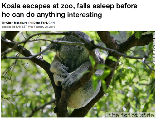 That's A Koalaty Headline.