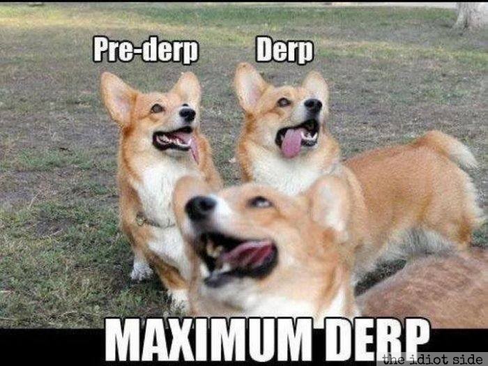 Every Dog Has Its Day!