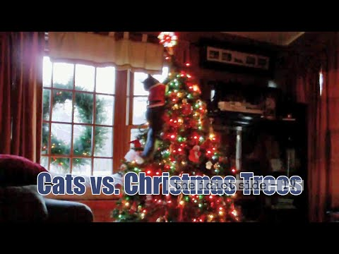 The Seasonal War Between Cats And Christmas Trees Starts Again