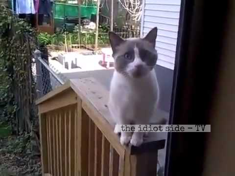 Oh Just A Talking Cat