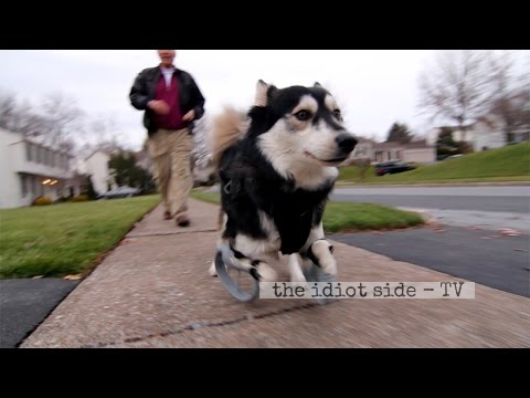 Derby The Dog: Running On 3D Printed Prosthetics
