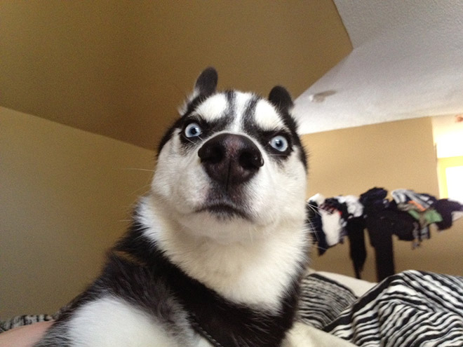 Pets that have seen way too much