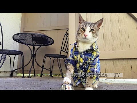 Greedy Shirt-Wearing Cat Rings A Bell When He Wants Treats