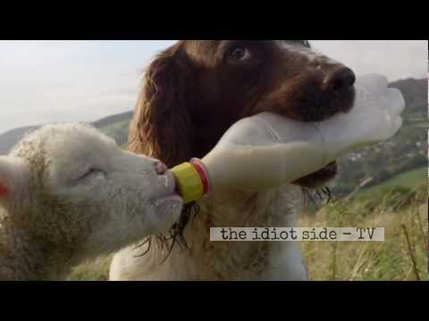 Dog Helps Feeding An Orphaned Lamb With A Bottle Is The Most Adorable Thing You'll See Today