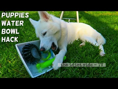 Frozen Toys Hack for Your Dog