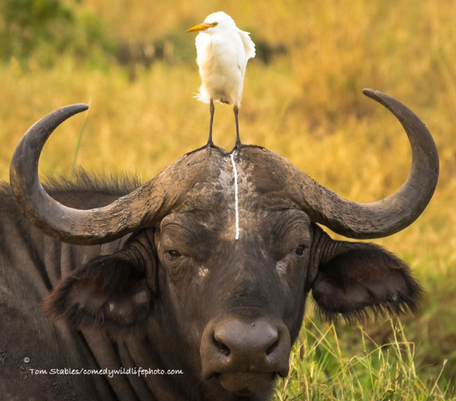 The Best of 2016 Comedy Wildlife Photography Awards