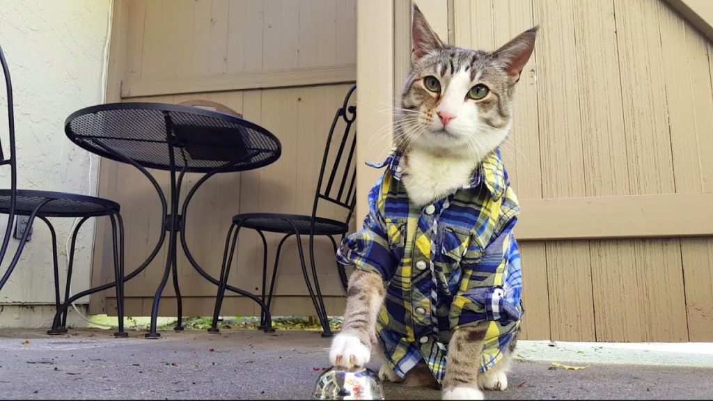 Play my cat, pecan the nut, rings bell for treats: pavlov's kitty!