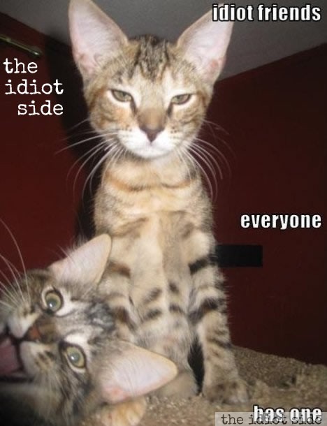 Idiot Friends; Everyone Has One