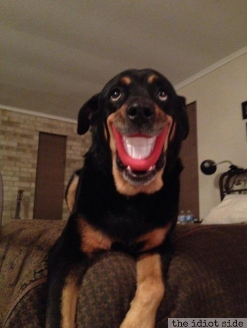 Best Dog Chew Toy Ever